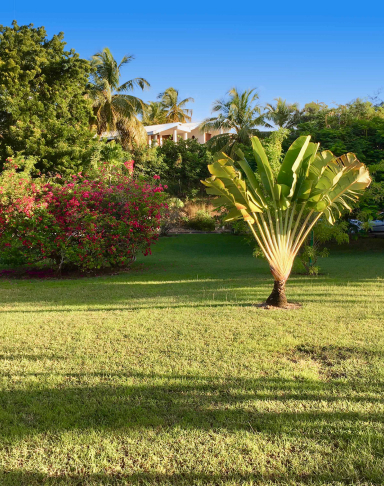 Jardin de la résidence Le Vallon à Saint-François en Guadeloupe